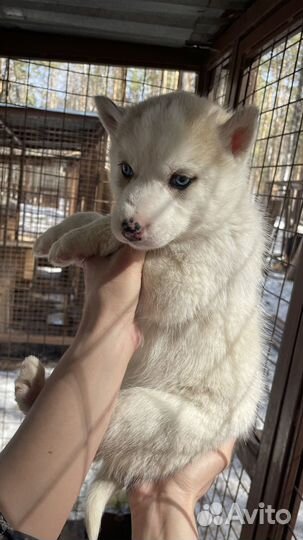 Щенки хаски
