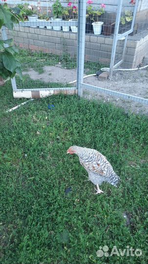 Петушки белифельдер пушкинские павловское золото