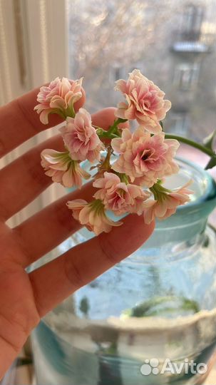 Каланхое
