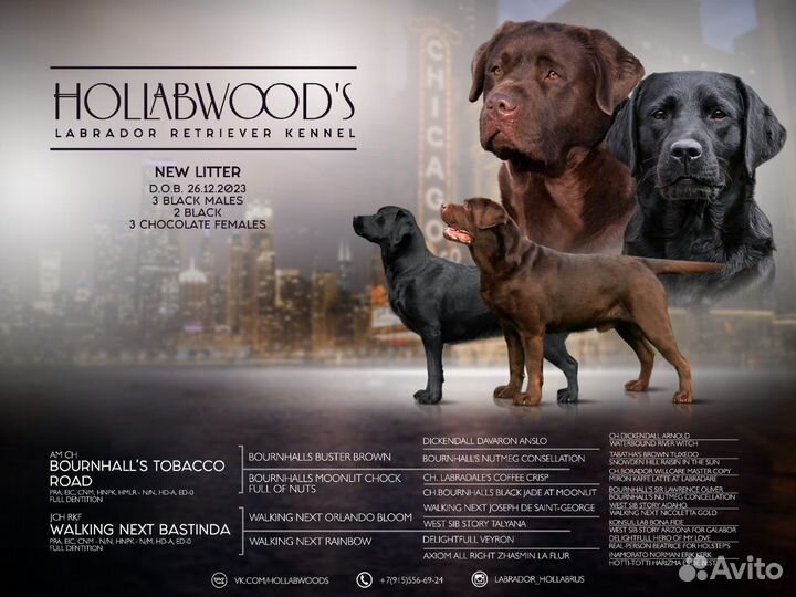 Щенки лабрадора