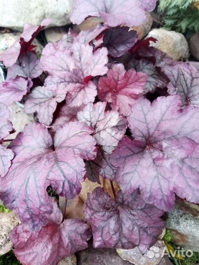 Гейхера Сашей, Тирамису и др