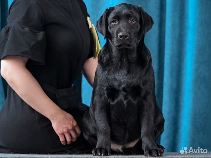 Щенки лабрадора