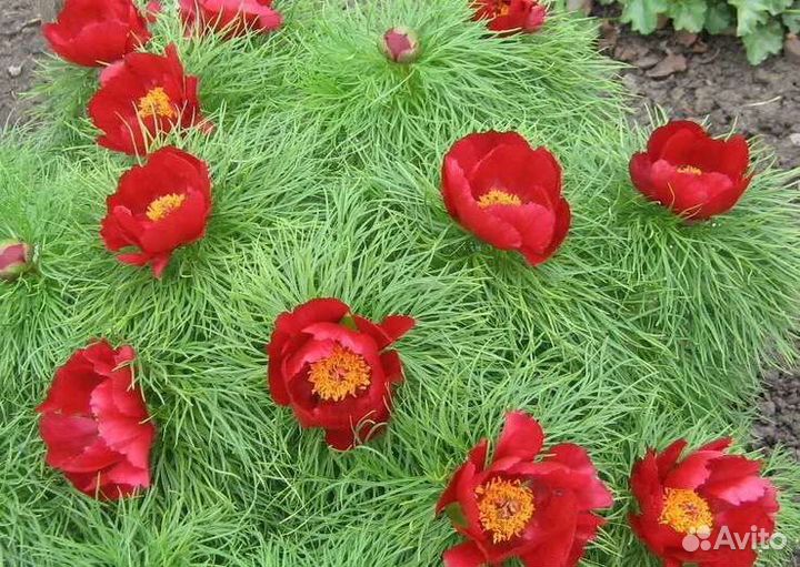 Пион Марьин Корень (уклоняющийся)