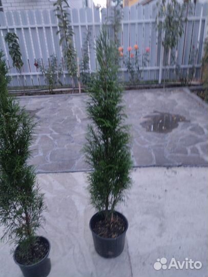 Туя Смарагд