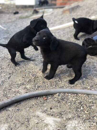 Кокер спаниель