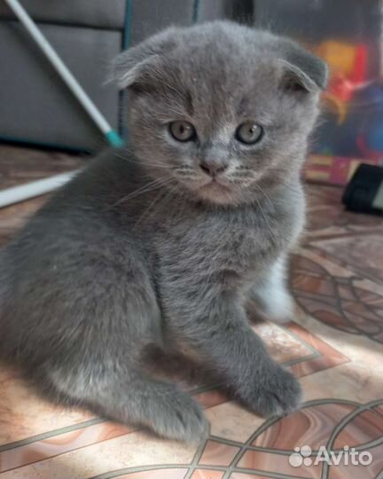 Шотландские котята