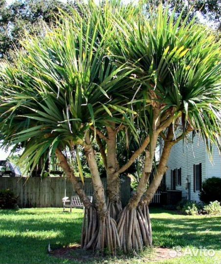 Пальма винтовая, панданус полезный