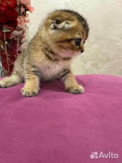 Шотландская