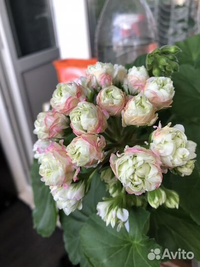 Пеларгония сортовая, Наборы