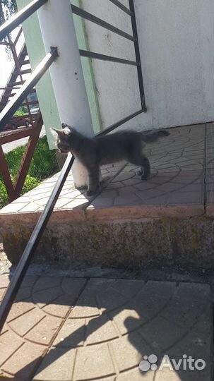 Котёнок мальчик