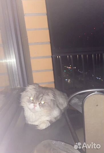 Вислоухая кошка