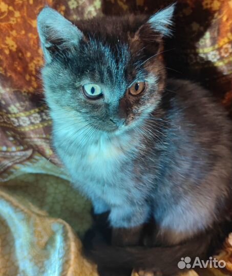 Котята