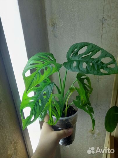 Монстера манки маск