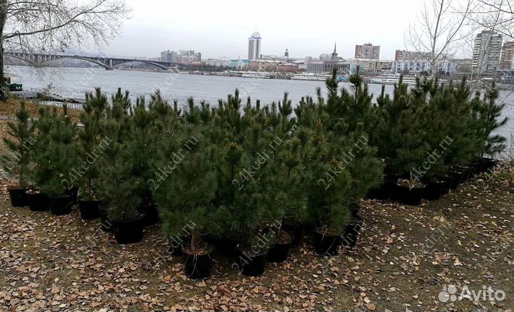 Сибирский кедр экстра класс. Саженцы