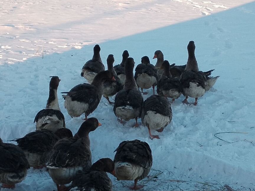 Продам гусей на племя на мясо