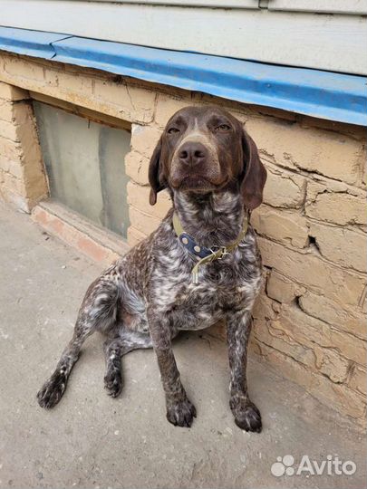 Курцхаар и спаниель вязка