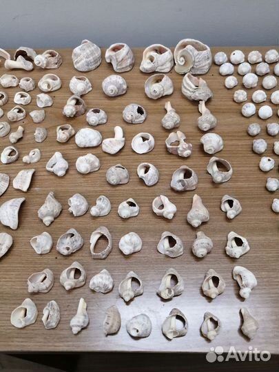 Ракушки для аквариума