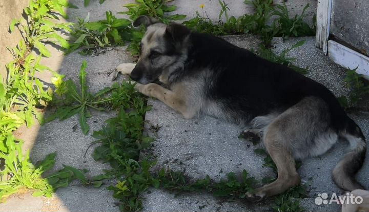 Собака с дач, ищем дом