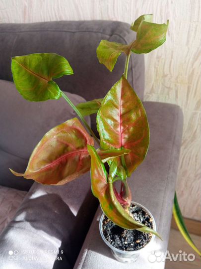 Сингониум арон браун