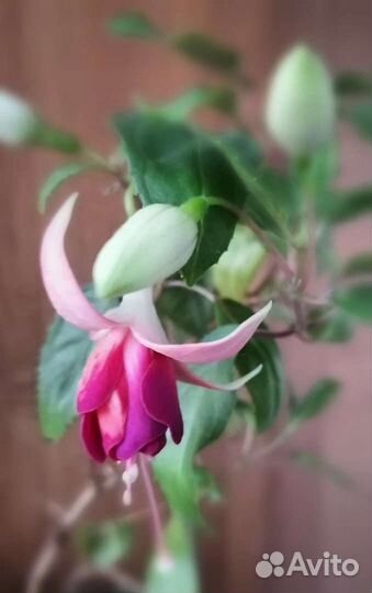 Фуксия сортовая Анабель и DE brommel