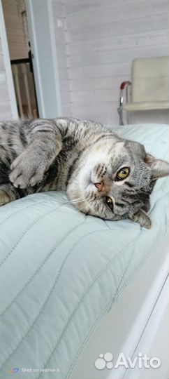 Вязка шотландских котов