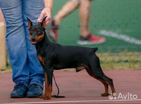 Вязка цвергпинчер