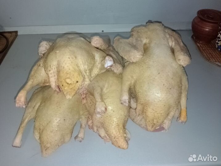Тушки утки мулард