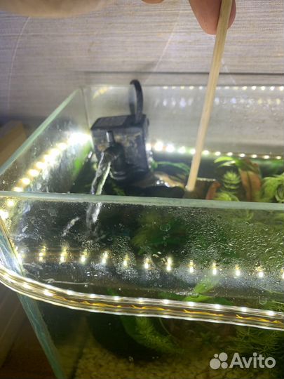 Растение в аквариумное коечетки