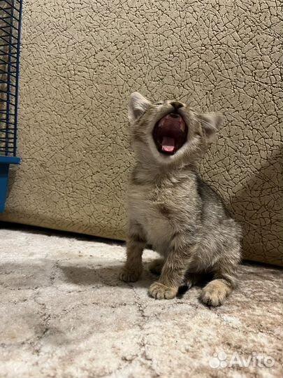 Котенок-девочка в дар