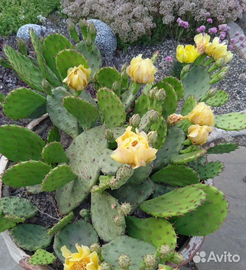 Опунция (уличный кактус)