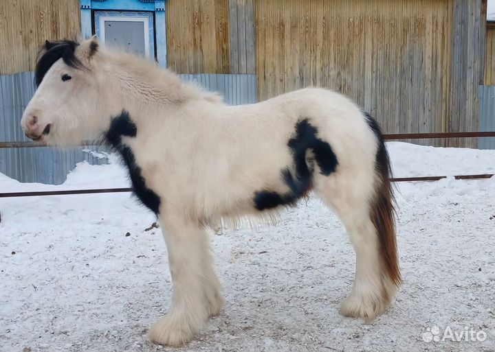 Лошадь тинкер