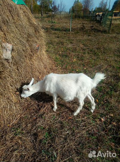 Зааненские козочки - 10 мес. (4 шт.)