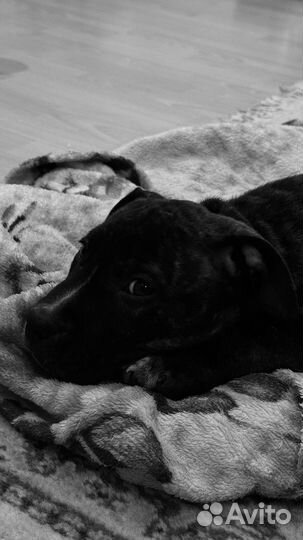 Щенок стаффорда