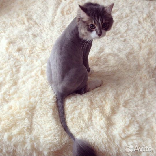 Стрижка собак и кошек с выездом на дом