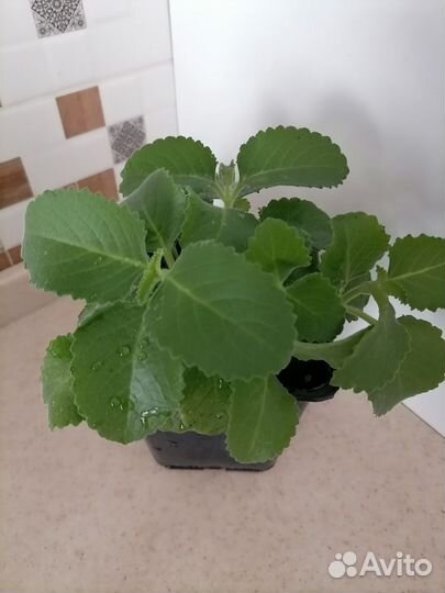 Комнатная мята