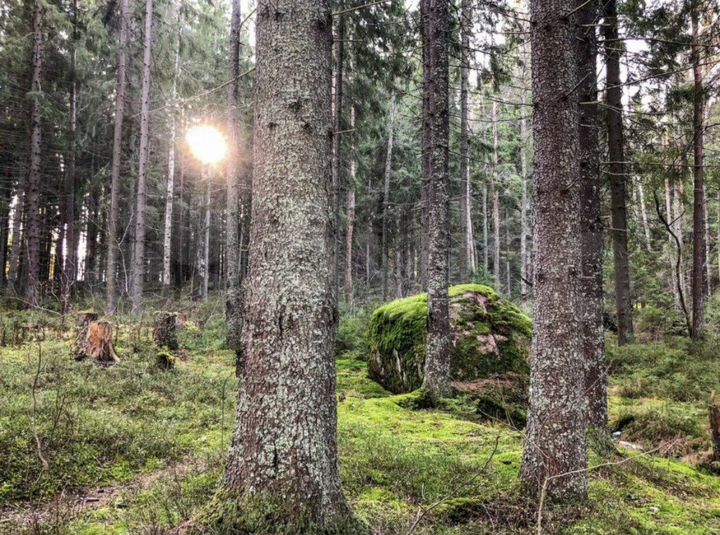 Участок 10 сот. (СНТ, ДНП)