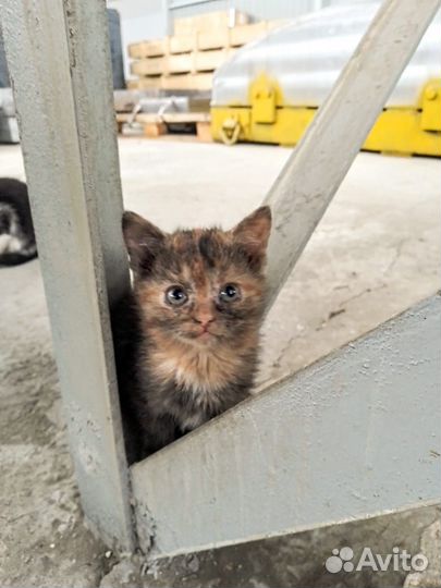 Двухмесячные котята