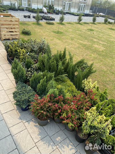 Хвойные растения в Тюмени