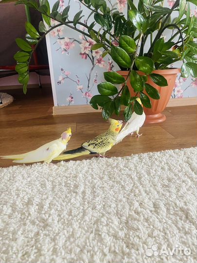 Продам птенца кореллы2 месяца(выкормыш),ручные