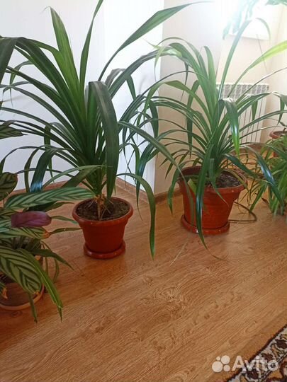 Большие напольные цветы для офисов