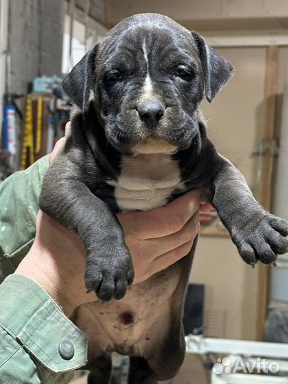 Щенки бультерьера