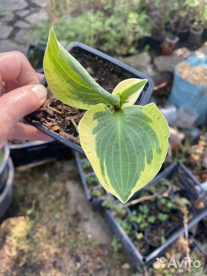 Хоста брим кап