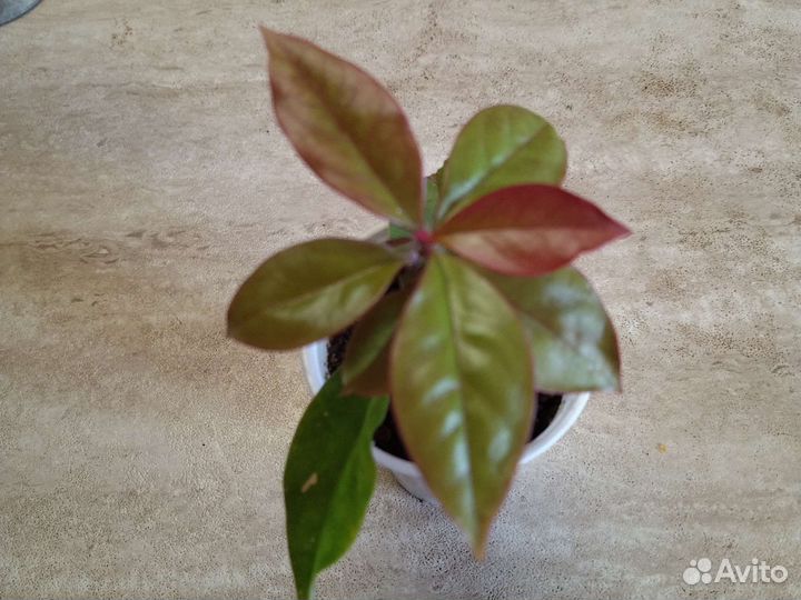 Листовой кактус Переския Годсеффа