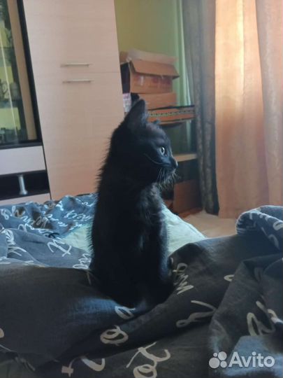 Кошка в дар