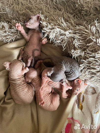 Канадский сфинкс эльф вязка