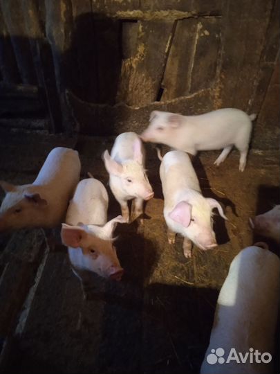 Домашние поросята