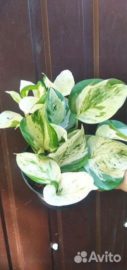 Эпипремнум