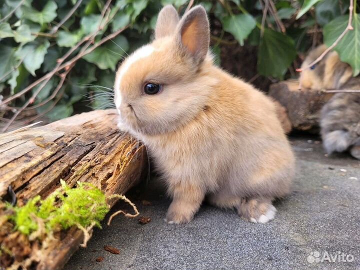 Декоративные кролики