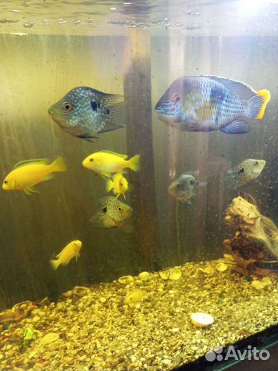 Парчевый сом