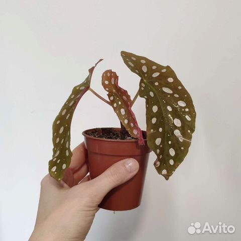 Бегония Макулата